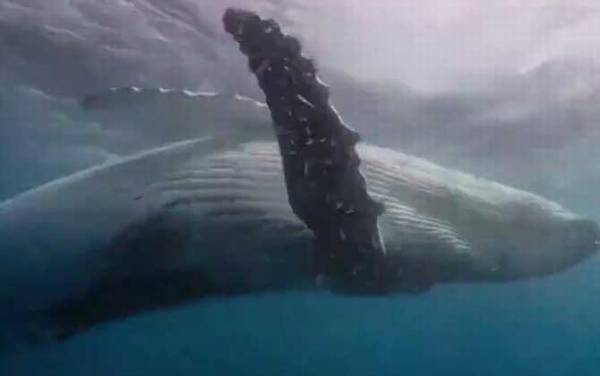 座头鲸殴打虎鲸是什么原因?