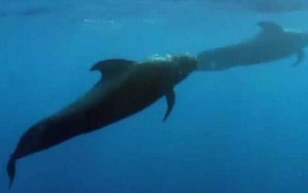 领航鲸为什么叫领航鲸?