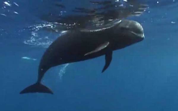 领航鲸为什么叫领航鲸?