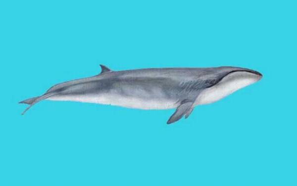 一鲸落万物生是什么意思?