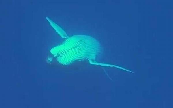 座头鲸殴打虎鲸是什么原因?