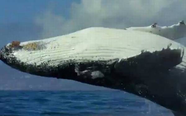 座头鲸殴打虎鲸是什么原因?