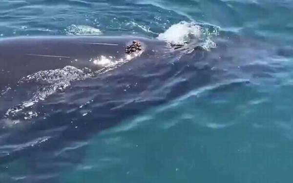 座头鲸殴打虎鲸是什么原因?