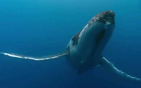 虎鲸为什么怕座头鲸?