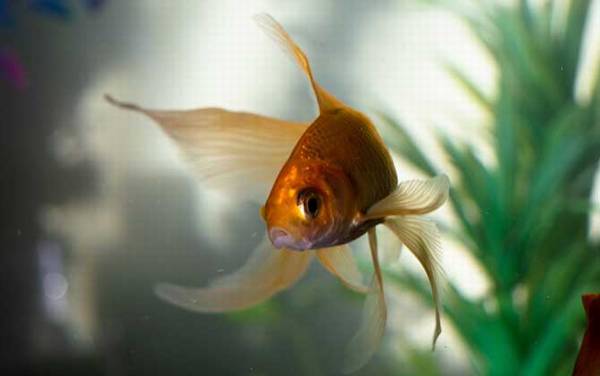 金鱼是什么鱼?