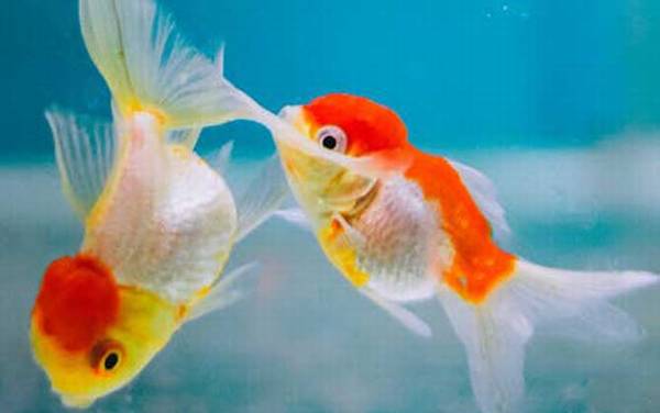 金鱼是什么鱼?