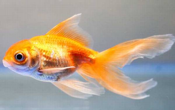 金鱼是什么鱼?