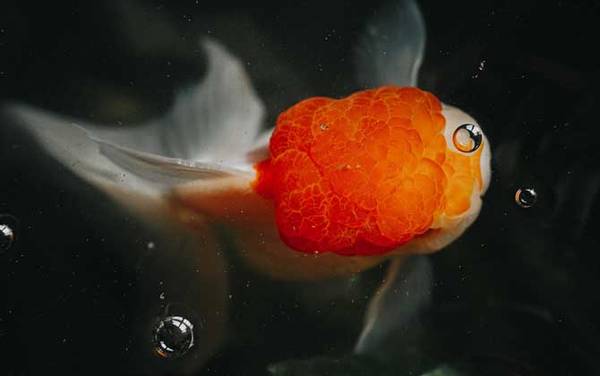 金鱼是由什么鱼演变而来的?