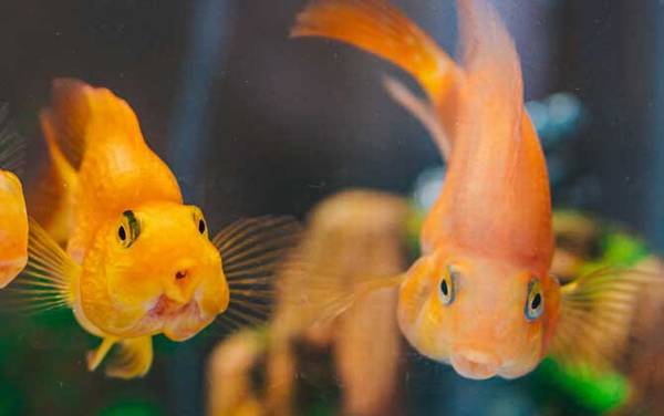 金鱼是由什么鱼演变而来的?