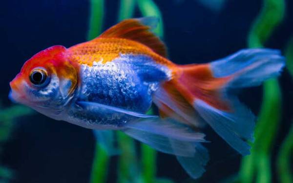 金鱼价格多少钱一尾?