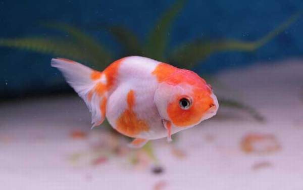 金鱼价格多少钱一尾?