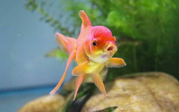 金鱼吃什么食物?