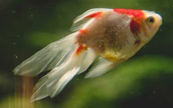 金鱼吃什么食物?