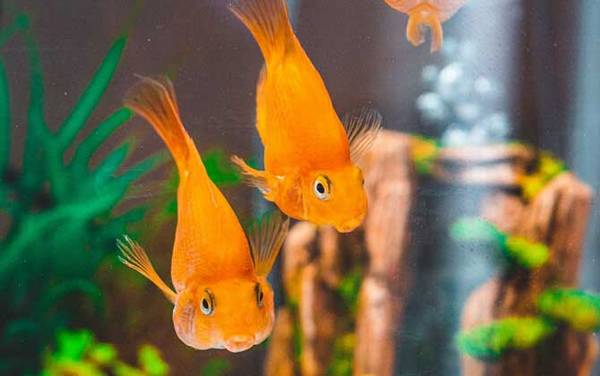 金鱼身上有白点怎么治?