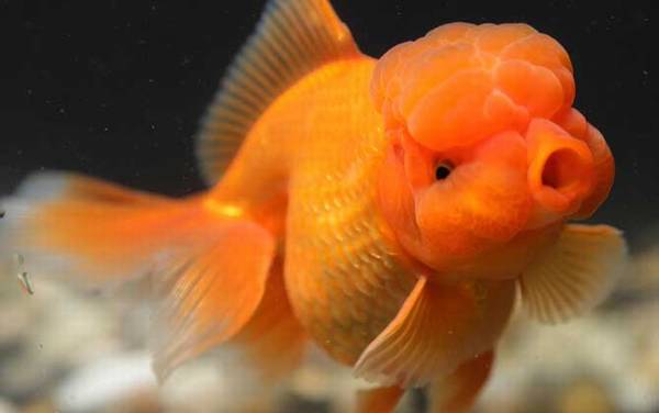 狮子头金鱼是什么鱼?