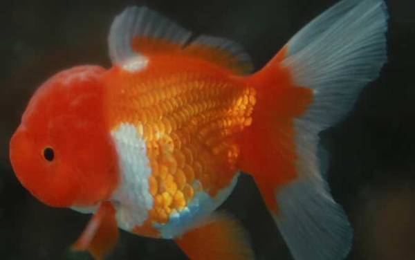 狮子头金鱼是什么鱼?