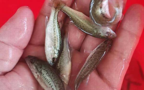 加州鲈鱼养殖周期多长?