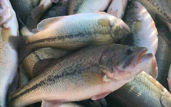 加州鲈鱼养殖周期多长?