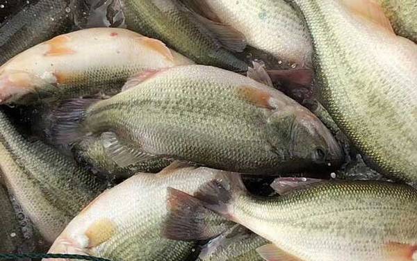 加州鲈鱼和大口黑鲈是一种鱼吗?