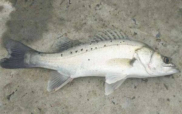 七星鲈鱼是什么鱼?