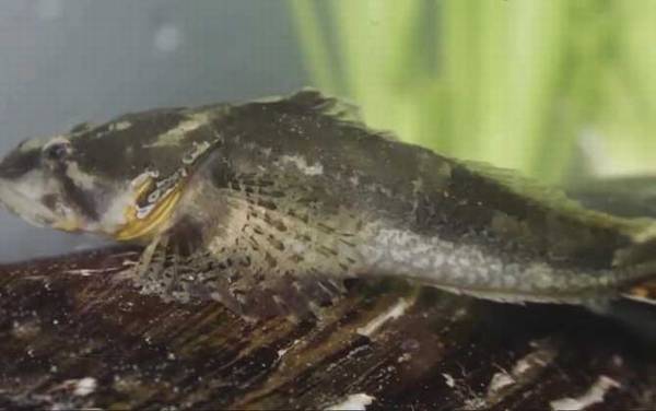 松江鲈鱼是国家保护动物吗?