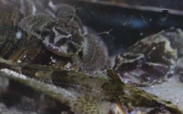 松江鲈鱼是国家保护动物吗?