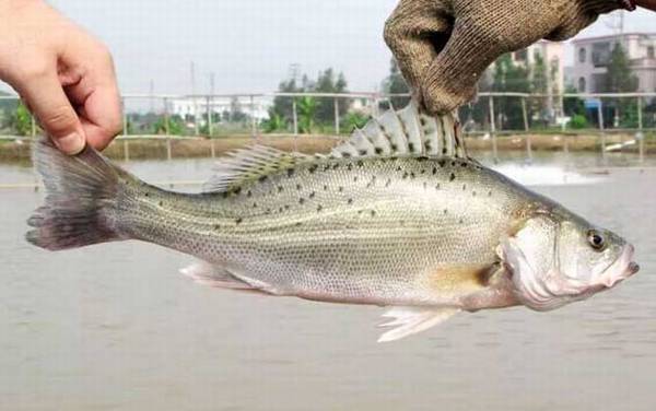 七星鲈鱼是什么鱼?