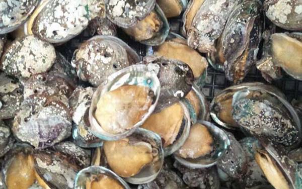 鲍鱼怎么保存最新鲜?