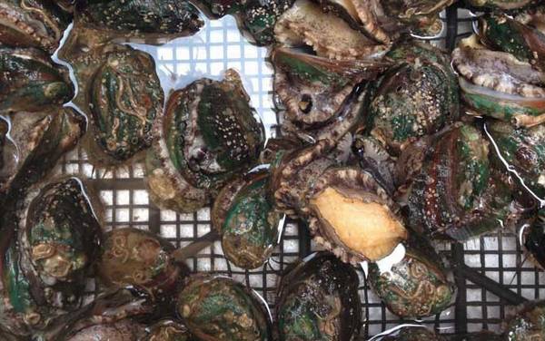 鲍鱼怎么保存最新鲜?