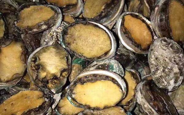 鲍鱼怎么保存最新鲜?