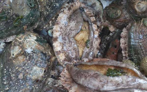 鲍鱼蒸多久才可以吃?