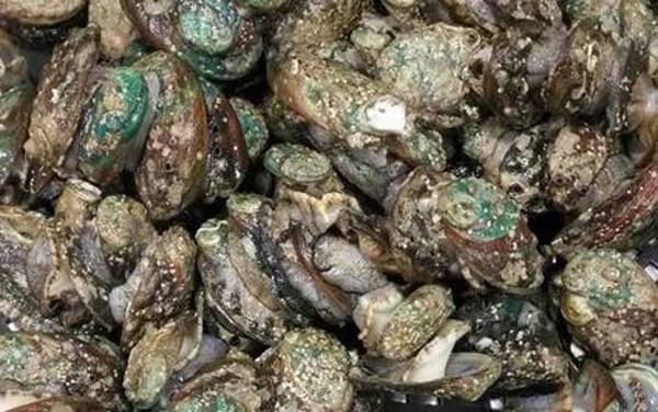 鲍鱼蒸多久才可以吃?