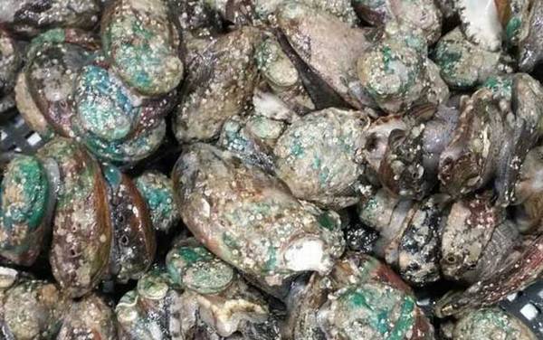 鲍鱼蒸多久才可以吃?