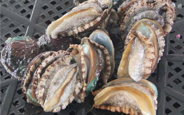 鲍鱼蒸多久才可以吃?