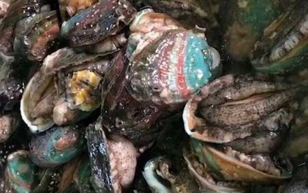 鲍鱼吃哪些部位?