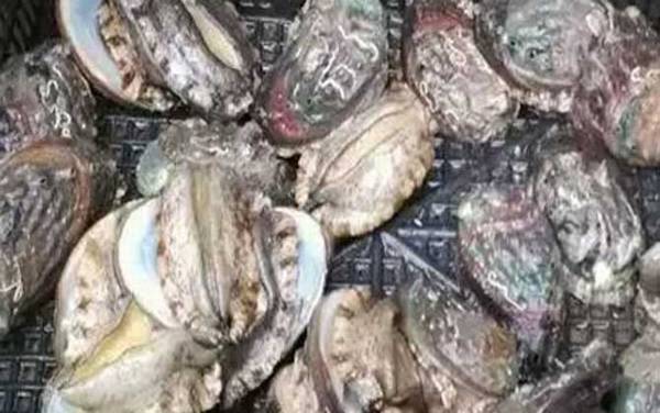 鲍鱼吃哪些部位?