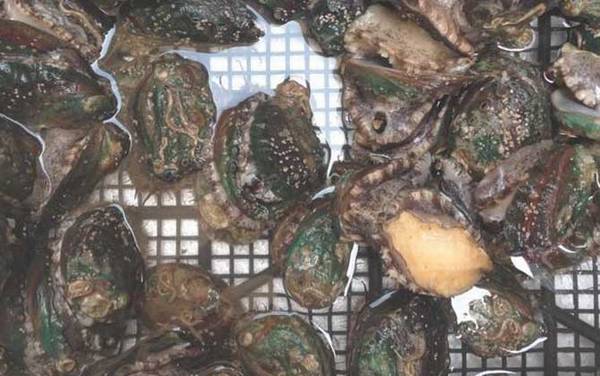 鲍鱼吃哪些部位?