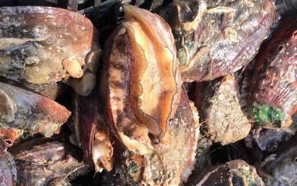 三头鲍鱼是什么意思?