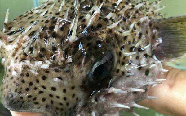 刺鲍鱼是什么鱼?