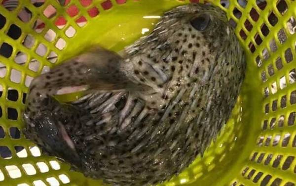 刺鲍鱼是什么鱼?