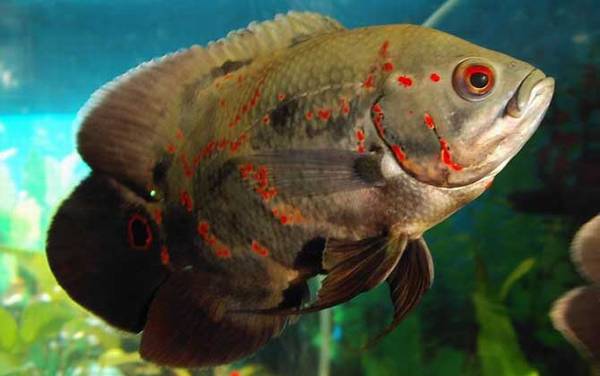 地图鱼是什么鱼?