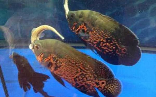 地图鱼是什么鱼?