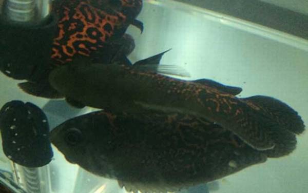 地图鱼是什么鱼?