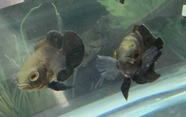 地图鱼吃什么食物?