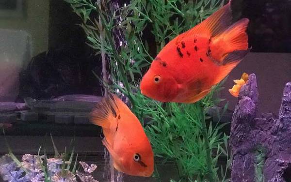 地图鱼混养什么鱼最好?