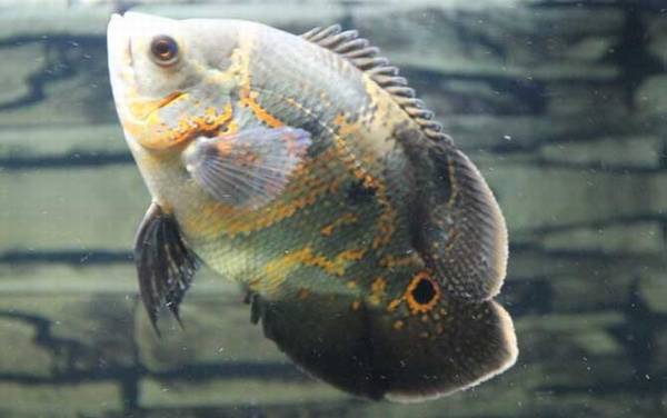 地图鱼水温多少度合适?