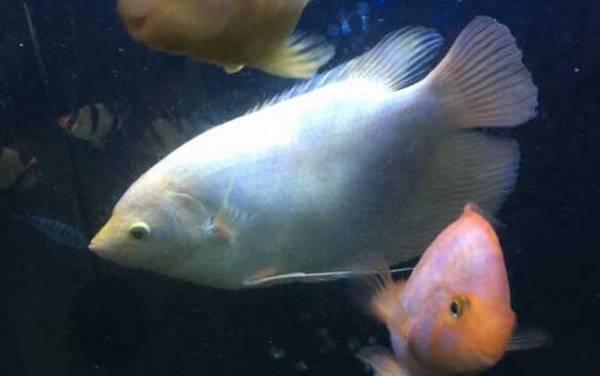 地图鱼混养什么鱼最好?