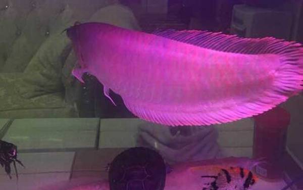 地图鱼混养什么鱼最好?