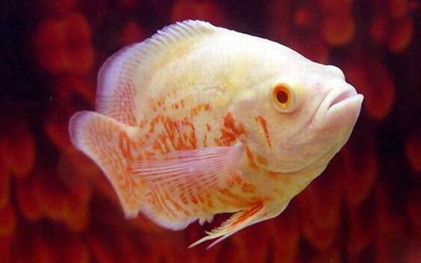 地图鱼怎么分公母?