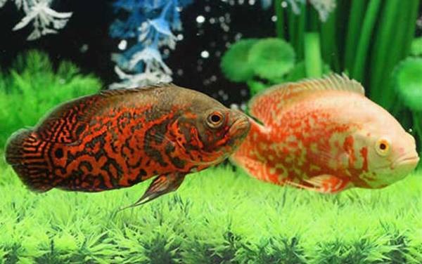 地图鱼水温多少度合适?